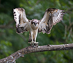 BB 12 0058 / Pandion haliaetus / Fiskeørn